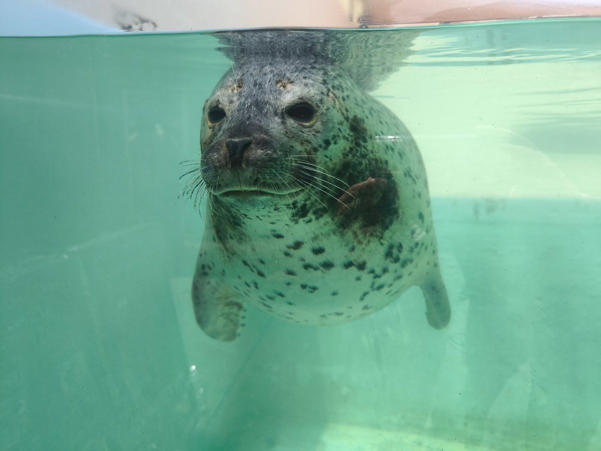poko2dotcom's tweet photo. アドベンチャーワールド
初めて来ました、パンダ居なくてもそこそこ混んでますね
夏の陽気で暑い https://t.co/EcIw9XThDx