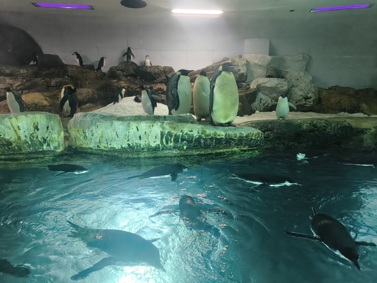 poko2dotcom's tweet photo. アドベンチャーワールド
初めて来ました、パンダ居なくてもそこそこ混んでますね
夏の陽気で暑い https://t.co/EcIw9XThDx