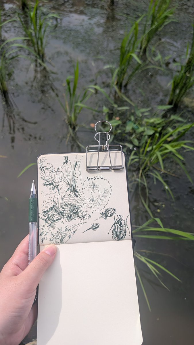 chimitsu_chimi's tweet photo. 今日の梅田スカイビル
稲の苗が植わっていて、水草も水昆もたくさんで楽しくなっている https://t.co/0I43iWgmmU