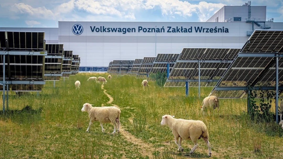 nexta_polska's tweet photo. Owce zastąpiły kosiarki na farmie słonecznej Volkswagena w Polsce

Na elektrowni fotowoltaicznej Volkswagena w mieście Września pod Poznaniem owce pomagają w utrzymaniu terenu zamiast mechanicznych kosiarek.

Na farmie o mocy 18,3 MW mieszka 100 owiec. Zwierzęta pasą się między ponad 31 tys. paneli słonecznych i pomagają utrzymać roślinność wokół instalacji.

Projekt łączy produkcję zielonej energii z ochroną bioróżnorodności. Naukowcy z Uniwersytetu Przyrodniczego w Poznaniu badają, jak takie farmy agrofotowoltaiczne wpływają na zwierzęta i cały ekosystem.