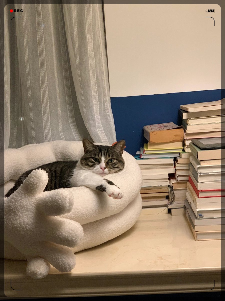 SchappFrank's tweet photo. Nothing beats a rainy day indoors with my fluffy sidekick  #PetLove， https://t.co/OqMhy9BOwd