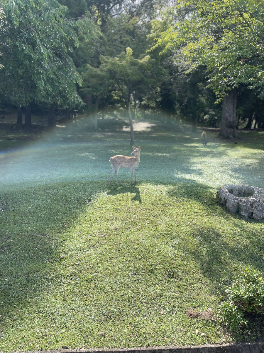 towaIkagain's tweet photo. 奈良公園🦌⛲️
カメラが変な反射して撮れた奇跡の一枚※加工なし✨✨🦌✨✨
子鹿、親鹿が離れるとキューキュー鳴くんやね、人間と同じ(？)(笑)☺️ https://t.co/j8ZRYdCa4V