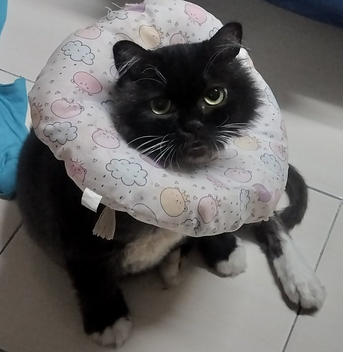 samantha_cavill's tweet photo. Managed to buy one pack kibbles dulu for stray feeding. MJ's medicine will last for another 6 days lepas tu dia due for another checkup. MJ dah almost 3 years tak groom sendiri sbb sakit kulit. 

Still raising funds. Pls help me share if u see this🙏🏼 lagi RM10 x 170 org baik🤍🥹 https://t.co/VcD0yE5t7P