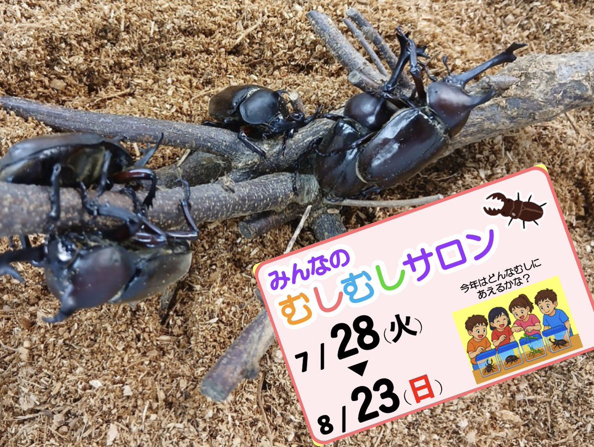 展示は7/28から🐞ただいま昆虫募集中❗️／ 生きた昆虫を展示する