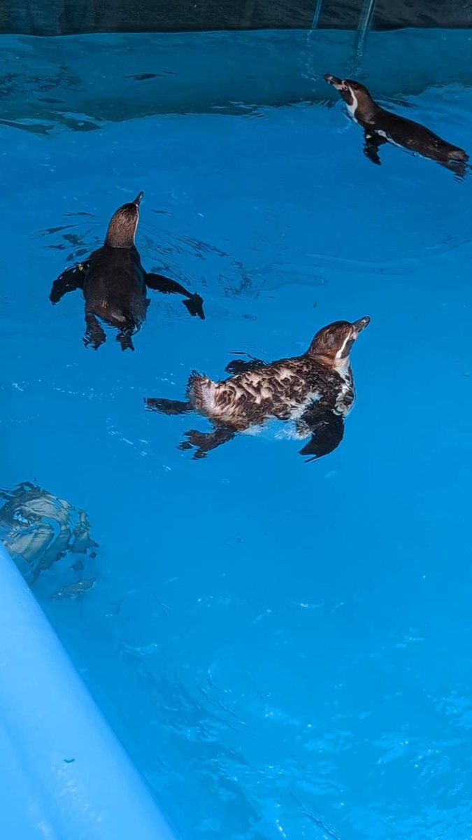 kobeojizoo's tweet photo. #フンボルトペンギン はこの時期にたくさん餌を食べて脂肪を増やし、換羽中の絶食や食欲低下に備えます🐧
まんまるむちむちのペンギンが観察できるのはこの時期だけですので、ぜひペンギン舎に見に来てください🐟

#換羽始まりました　#王子動物園 https://t.co/9oQi4fTJLX