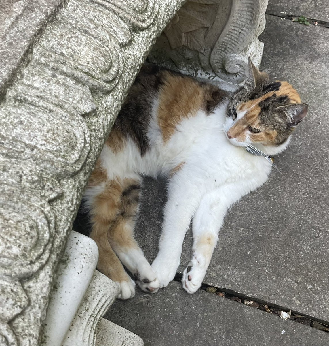 LittleTess3's tweet photo. Happy #Caturday friends! Hope you have a peaceful, relaxing weekend. Hugs for ๐ Olly and Al @AlanSla90124663 & my fureffer โฅ๏ธ for my Tigger๐ @Charcoalgm13924
#CatsOfTwitter #CatsOfX #CalicoCrew https://t.co/Oh2OZqXMoz