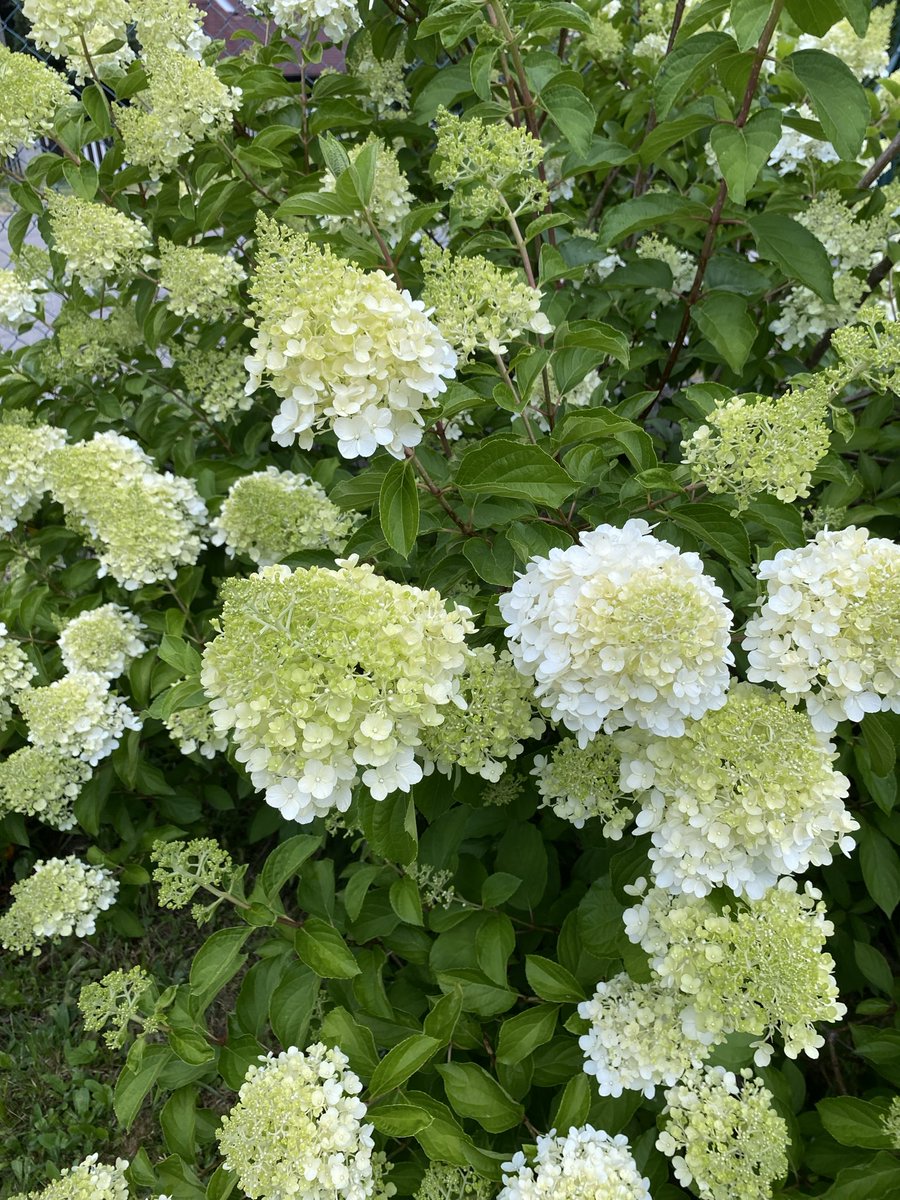 Jadwiga1967's tweet photo. Miłej soboty wszystkim życzę, serdecznie pozdrawiam 🌹🌿😀 https://t.co/uEakDFw3hp