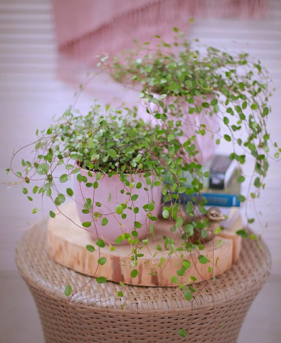 lektro_luv's tweet photo. Just finished my first DIY macramé plant hanger! It’s so satisfying turning a few ropes into something that holds my favorite pothos https://t.co/sQMIoBY6BT
