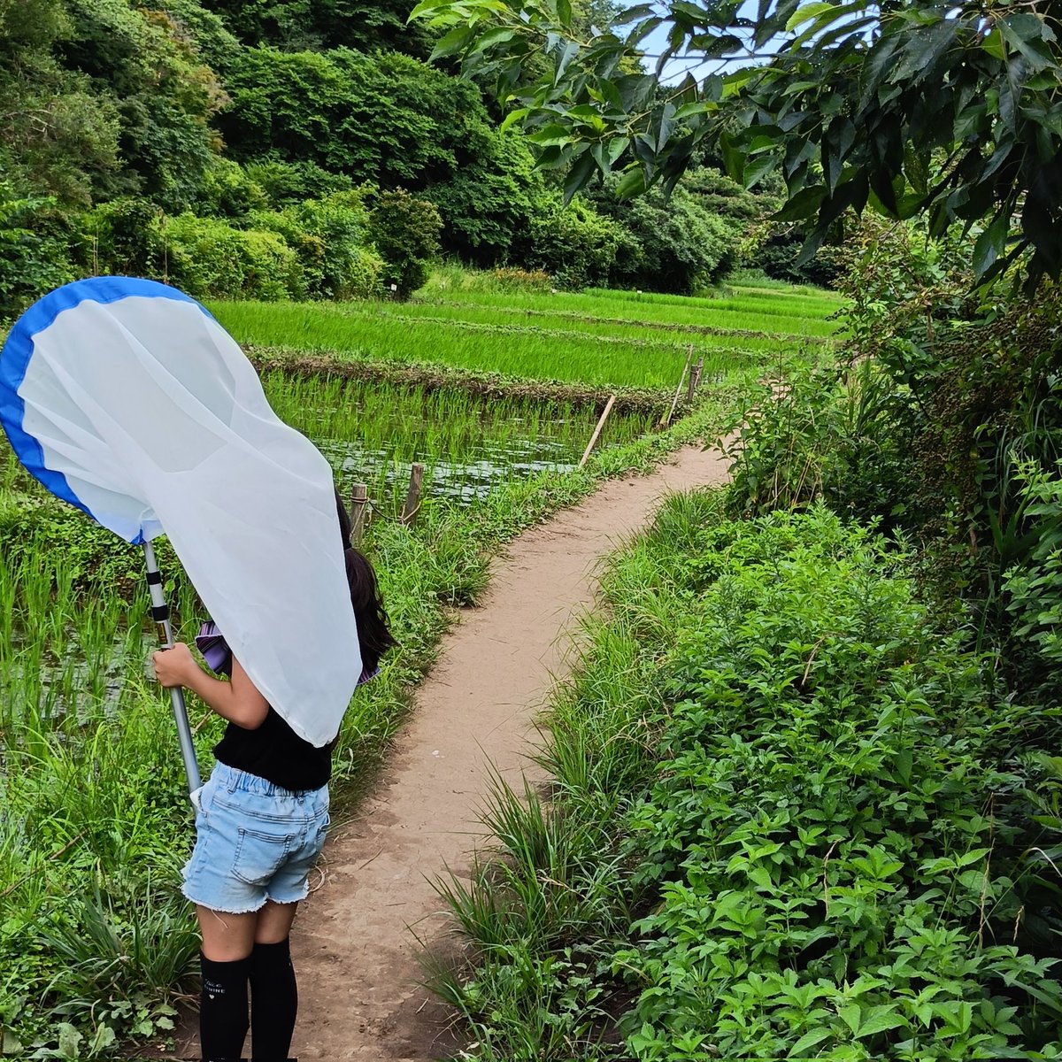 po159753's tweet photo. ドジョウとカエルみたいと言うので田んぼいってきました

久々にトンボを間近で見たけどこんなに赤かったかな？！
ヨシノボリが多かったがホトケドジョウも見れて満足してた
田んぼに大量にメダカがいたのが印象的でした
動画はメダカの赤ちゃん達 https://t.co/1YvB4ZbHqi