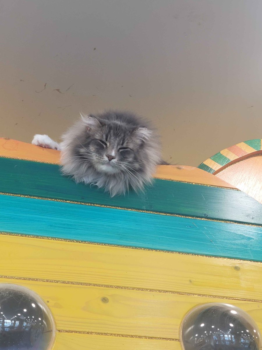 Mallac423's tweet photo. 캣카페 너무 힐링된다
진짜 고양이 키울까 고민하게돼 https://t.co/yd6FIK0wjk