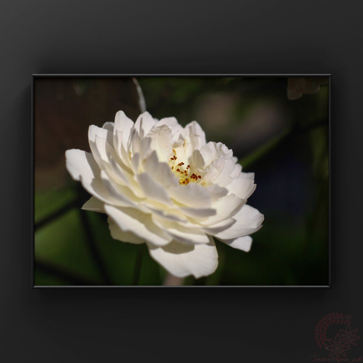 kyoto_suki's tweet photo. お遊びf^_^;)
本日の車窓から。暑いですねぇ🥵
CANON #EOS50D + Extension Tube EF25 + NIPPON Kogaku #NIKKOR-H Auto 50mm F2 https://t.co/LOHVqTFWST