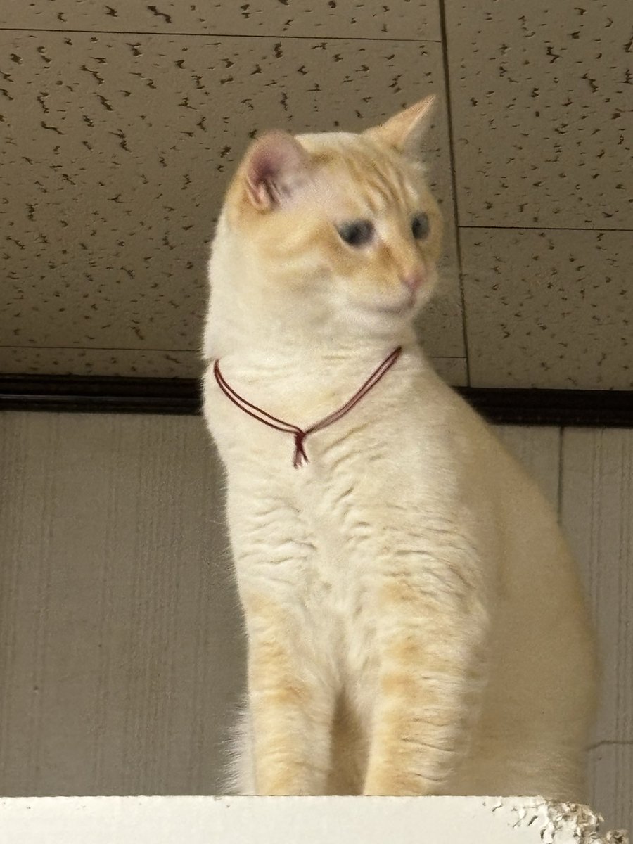 t54313i's tweet photo. 昼メシ https://t.co/ioyot5QBMO