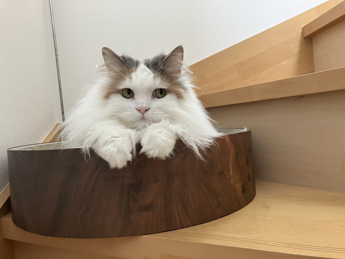 kinako_am's tweet photo. 👀 #猫のいる暮らし𓏲𓎨 https://t.co/4PKCLLiDHB