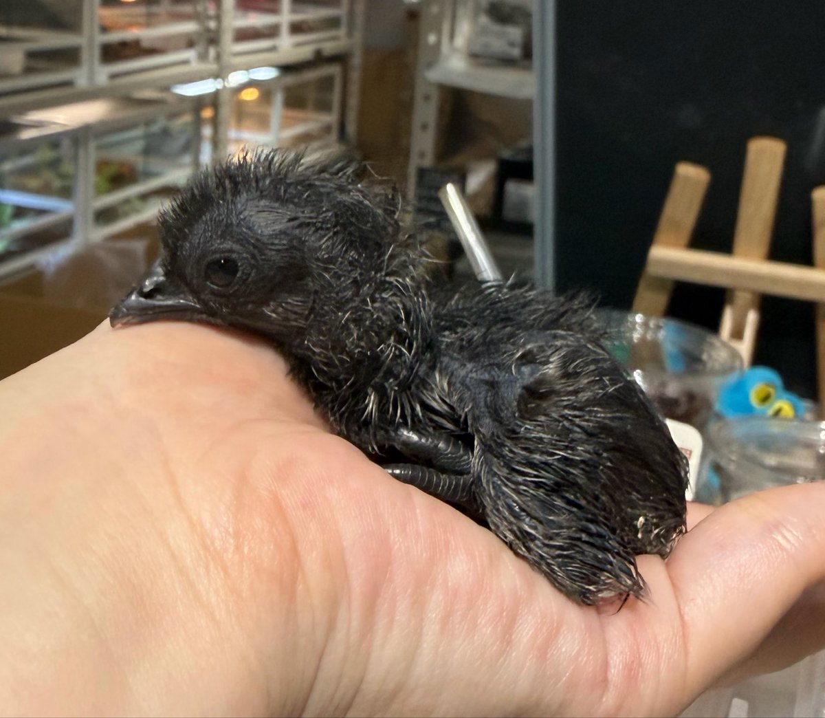 アヤムセマニの雛が産まれました?⸒⸒ 珍しい漆黒のニワトリ 