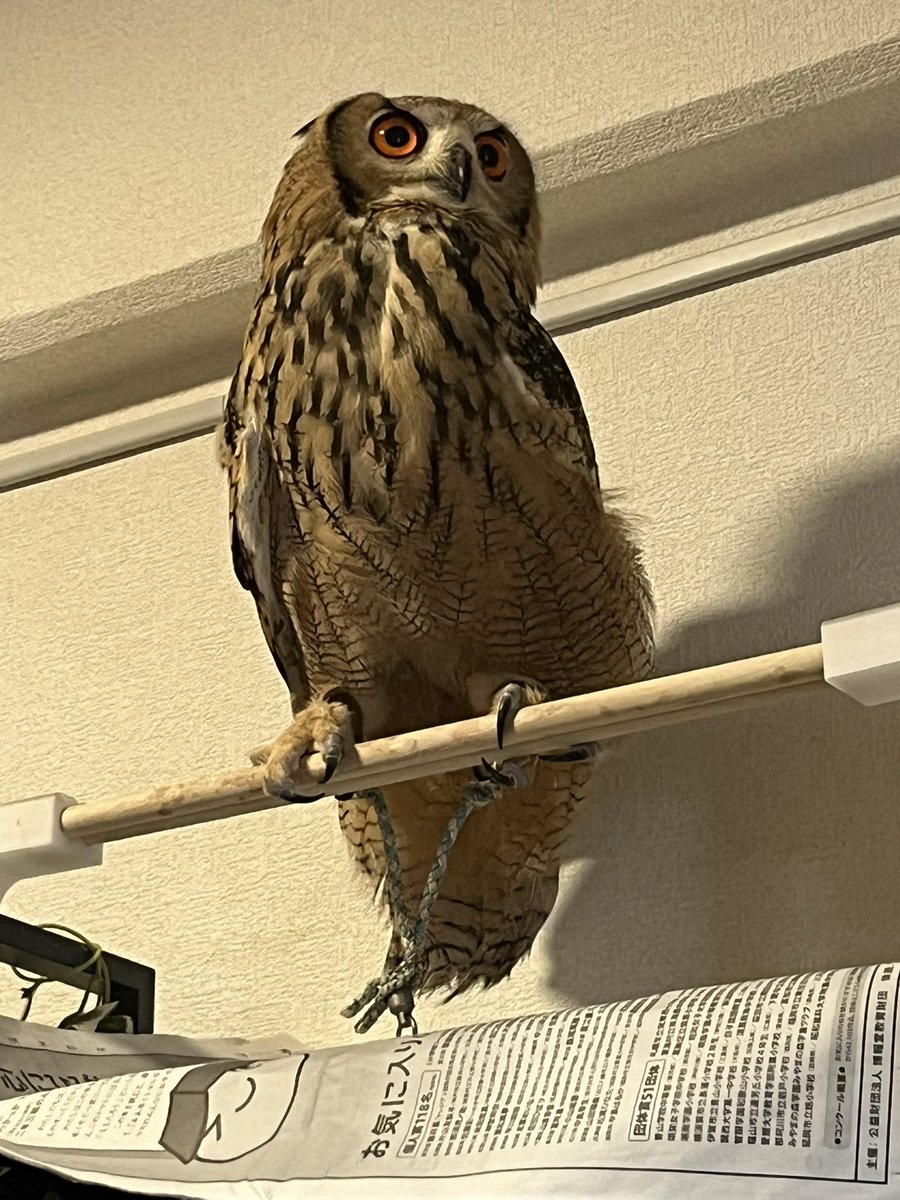fukusommelier's tweet photo. ベンガルワシミミズクをお迎えしました
でっかい… https://t.co/sux19cBCWX
