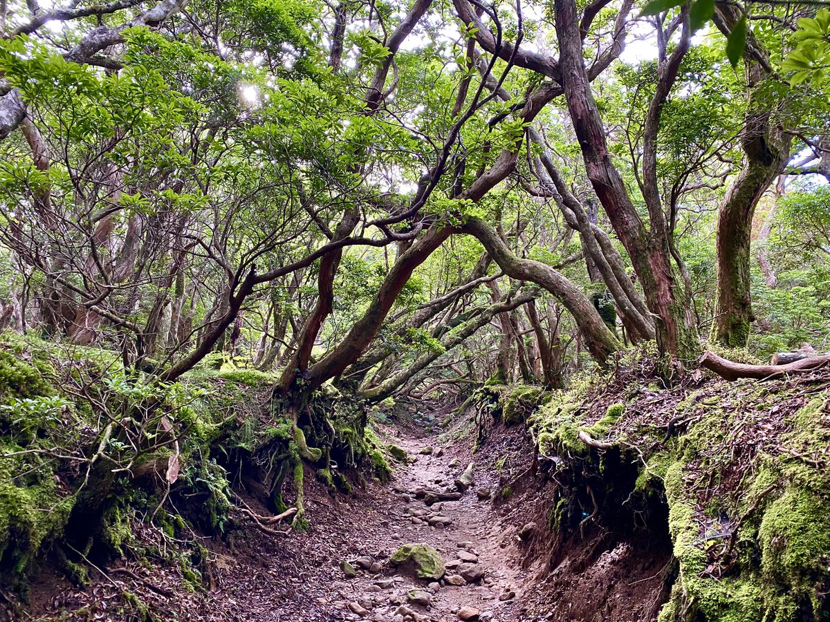 kako__A's tweet photo. 天城山　1405m  日本百名山

アマギツツジ、鮮やかな赤で花も大きく華やか♪ 伊豆半島にのみ自生するツツジ。
コアジサイもいっぱい咲いてまして♪
アセビのトンネル、アセビの咲いてる時いいな♪
万三郎岳眺望なし！
途中、富士山と雲海と登山口のゴルフ場\( ˆoˆ )/

2026.7.11 https://t.co/eCIEy8Heol