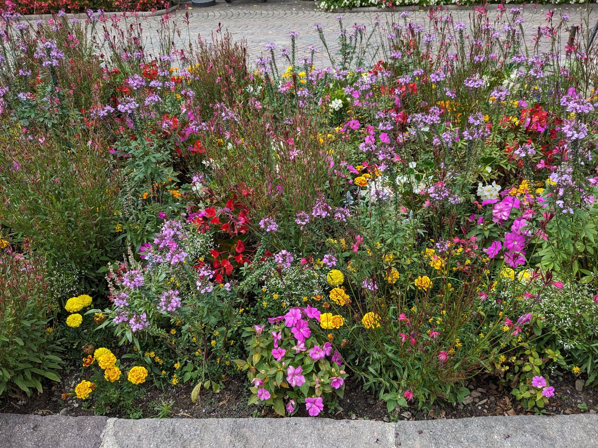 assimon69's tweet photo. @readfulthings_ #100Tage100Fotos: Tag 35 - Blumen https://t.co/NYi64oicHO