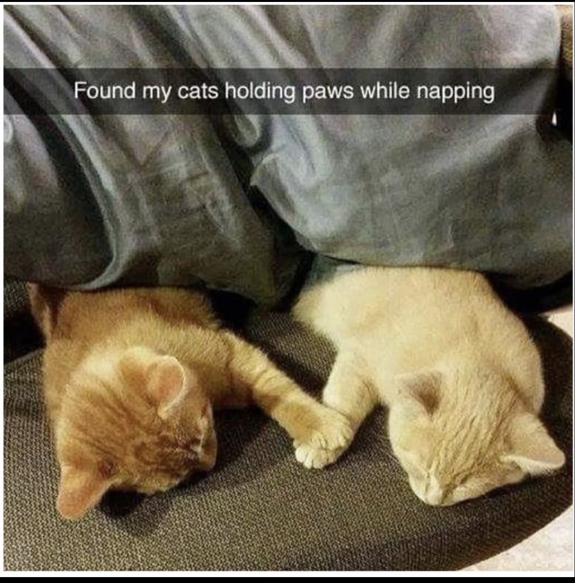 cats with powerful aura tweet media