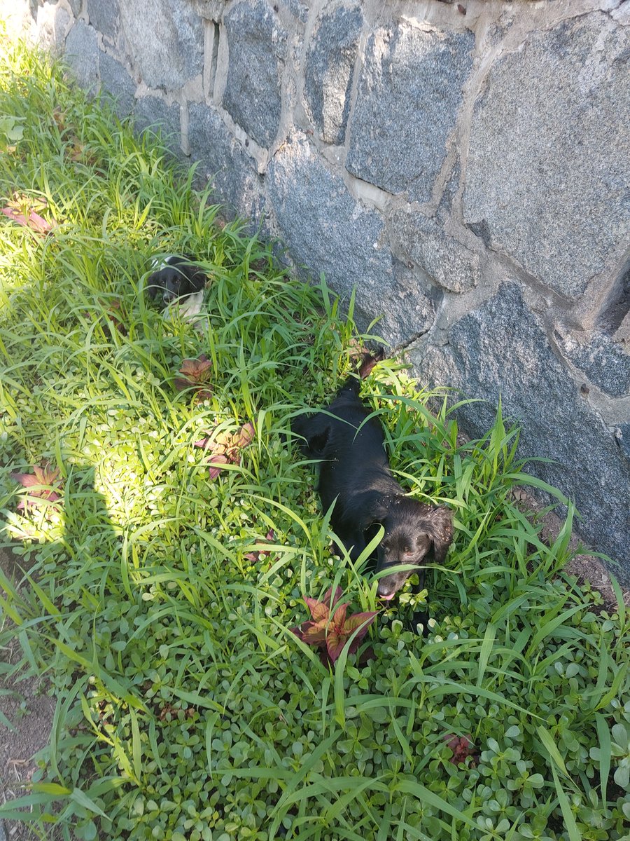 KrastavacKonst1's tweet photo. Ostavljeni na Avali kod spomenika Neznanom junaku. Nemam ih gde.

Molim RT! https://t.co/KHNDKl7r5e