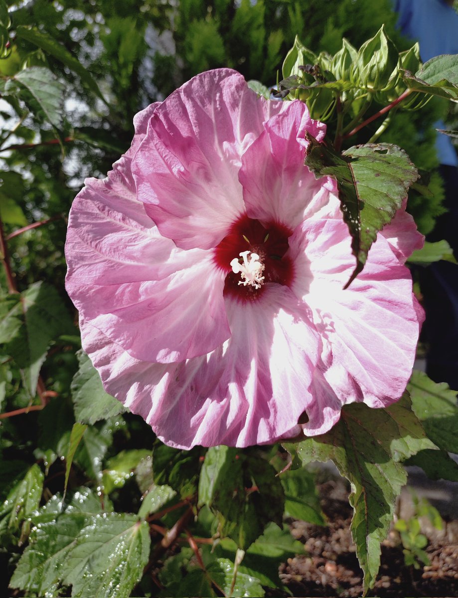 tuppi14's tweet photo. #PW #ハイビスカス が咲きました🙌初㊗️アメリカフヨウとの交配種とのこと、花が大きい🌺🌺🌺 https://t.co/ohyKh55Z0z
