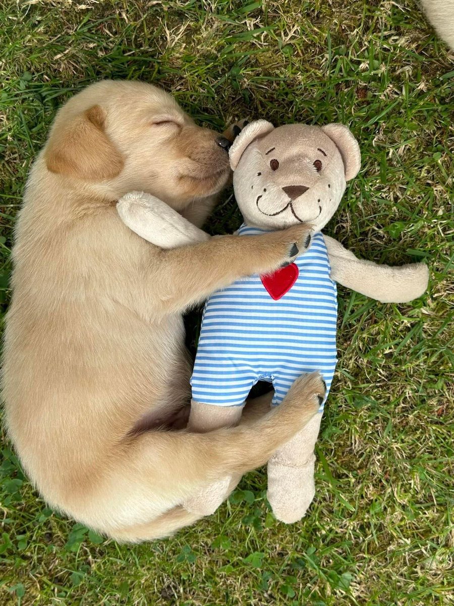 autogynesmiles's tweet photo. uoghhh I sleep with my touy https://t.co/HAv8JzZydd