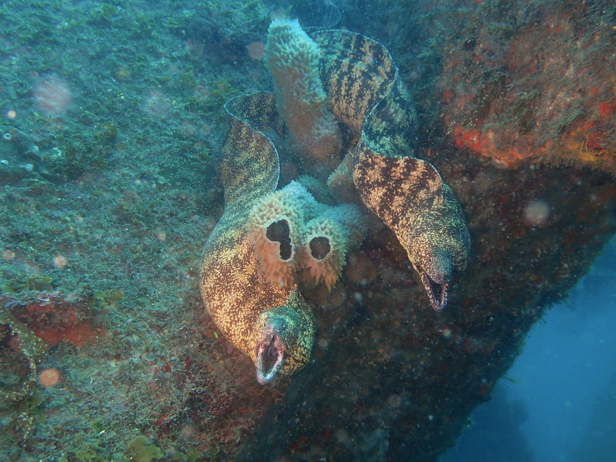 seacrop_ds's tweet photo. ウツボ好きによる
ウツボ好きのための
ウツボダイビング！
繁殖期を迎え、ここから８月末までウツボの魅力たっぷり月間が続きます！
定番種のご紹介はもちろんのこと、4月に記載された新種たちを探したり、ペアリングしているウツボや産卵直前で腹パンパンに膨れたメスを観察しますよー！
水深:11〜19m https://t.co/wK0zrX17E7