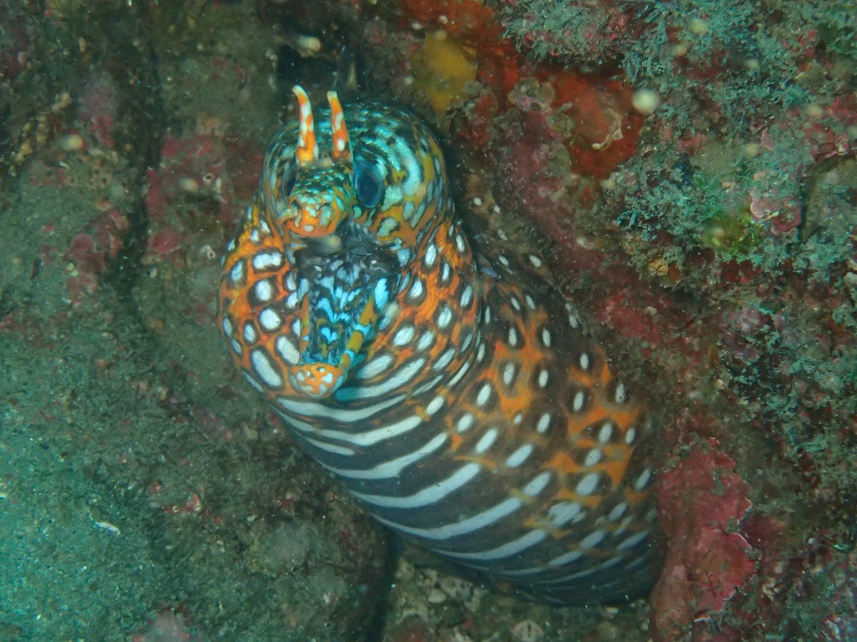 seacrop_ds's tweet photo. ウツボ好きによる
ウツボ好きのための
ウツボダイビング！
繁殖期を迎え、ここから８月末までウツボの魅力たっぷり月間が続きます！
定番種のご紹介はもちろんのこと、4月に記載された新種たちを探したり、ペアリングしているウツボや産卵直前で腹パンパンに膨れたメスを観察しますよー！
水深:11〜19m https://t.co/wK0zrX17E7