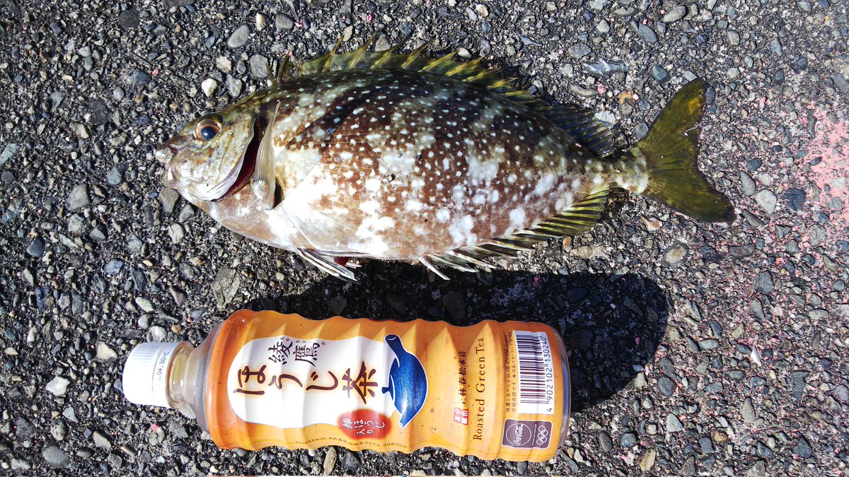 zgmf38's tweet photo. そうですか、愛媛県新居浜市の水産業者さんがアイゴ活用法を爆誕させましたか。刺身ですか。
こやつは同サイズのチヌやイシダイ超えの、えげつない引きの強い魚。釣り場で〆て毒ヒレと回転はらわたを落としてしまうのです。
塩振って軽く炙りにして食せば、その弾力ある白身の美味さはタマランチ会長🤗 https://t.co/Q2sphnL6XX
