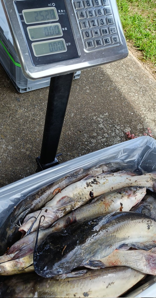 tk8t183259's tweet photo. 釣り魚　有効活用
あまり数が伸びす…。
#霞ヶ浦
#アメリカナマズ https://t.co/MVBlw2AGsr