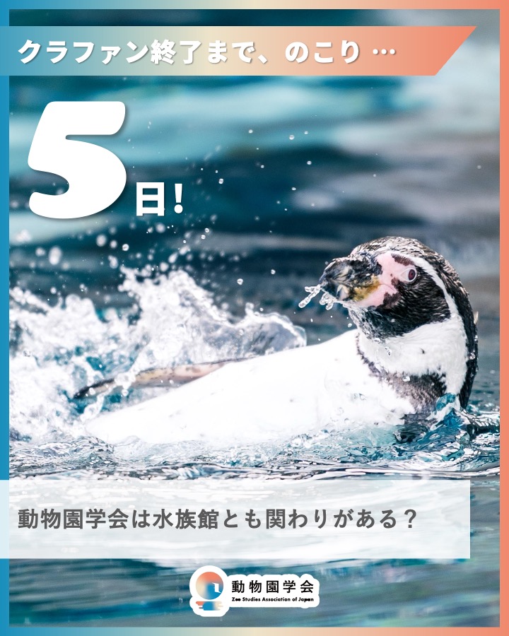 zoostudy_2026's tweet photo. 【#動物園学会 始動クラファン あと5日】

「動物園学会は水族館とも関わりがありますか？」

▼クラファンページ
https://t.co/meLEMfoLBR

引き続き みなさまからのあたたかいご支援、そして学会へのご入会をお待ちしております！

#動物園学 #動物園 #水族館 #ZooStudy
#Japan  #zoo https://t.co/5xjAnJSMqM