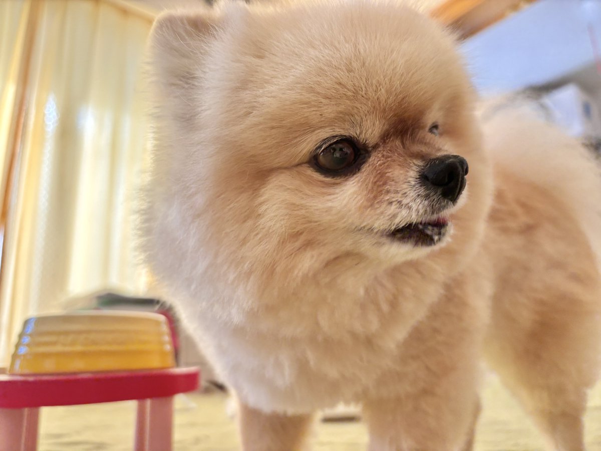 yucco723's tweet photo. これは人間の顔の前でカリカリを齧る犬 https://t.co/vNVSFJtgrL