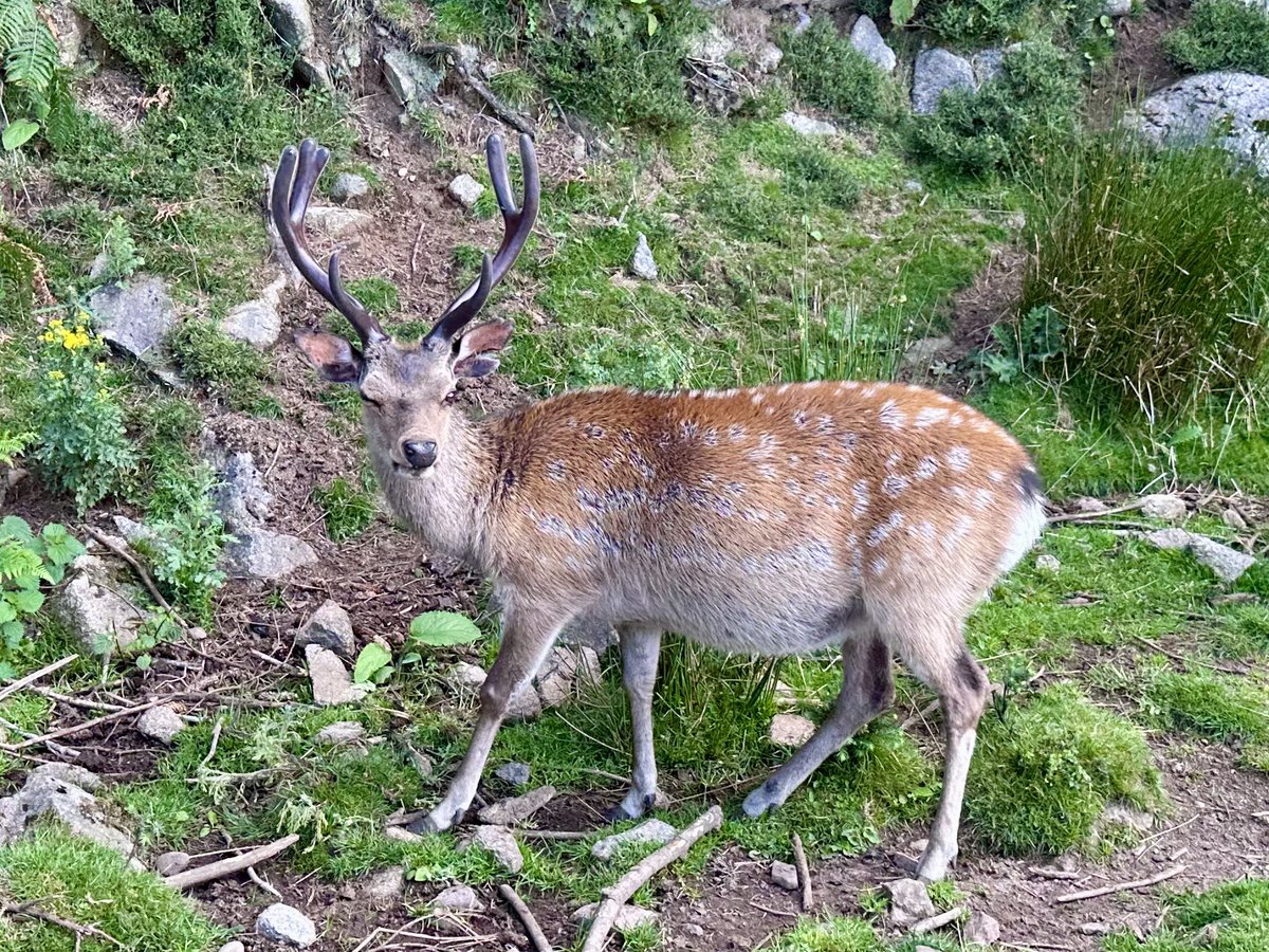 dassgaz's tweet photo. Deer spotting in Dumfries https://t.co/agM5czjsef
