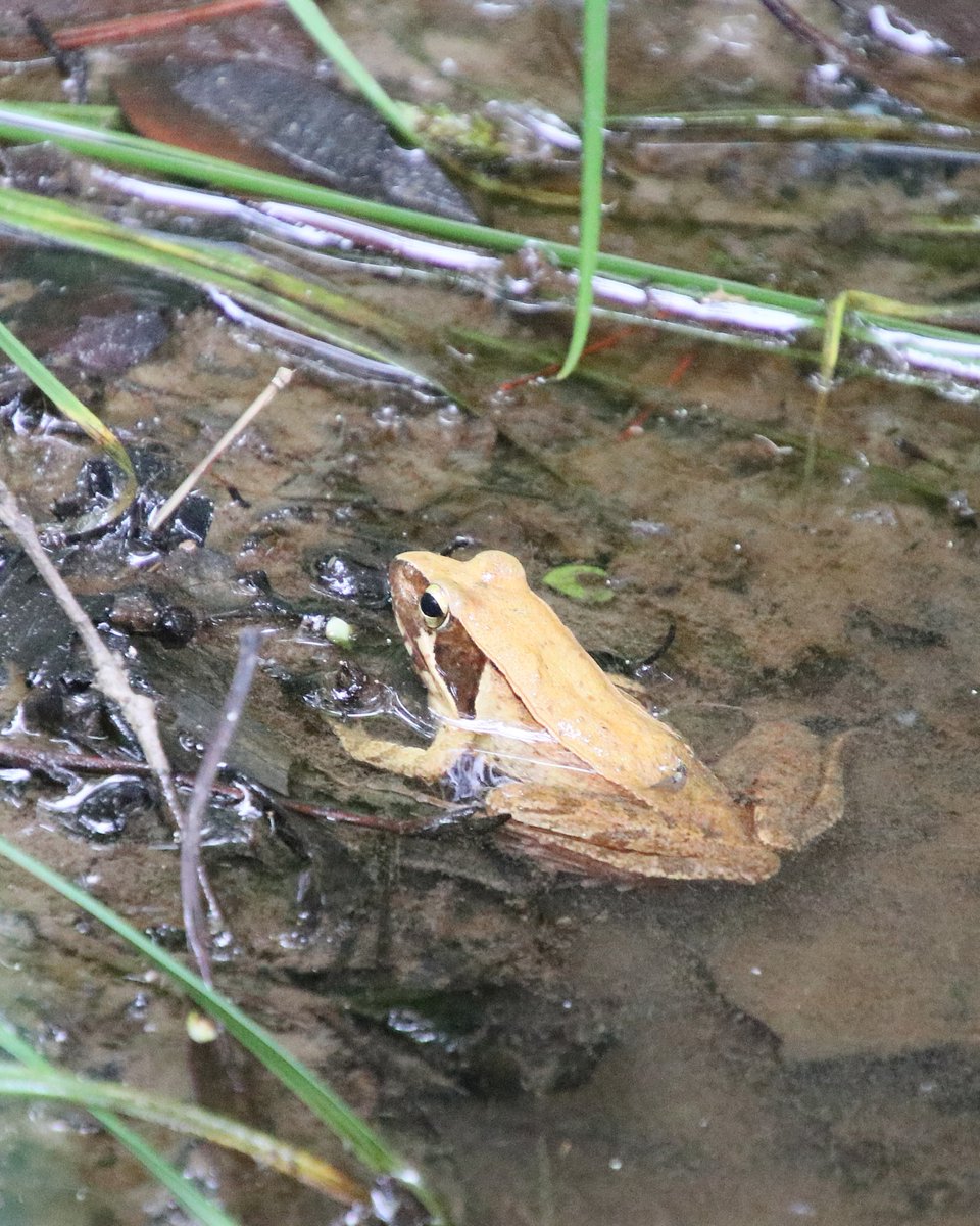 Nature_Okayama's tweet photo. 1. #ニホンアマガエル ？#シュレーゲルアオガエル ？
お尻に少しオタマジャクシの名残がありますね 
2. #トノサマガエル 
跳躍力に優れていていつも驚かされます
 3. #ニホンアカガエル
本州のカエルで一番早く1月頃から産卵を始めその後春眠します
 4. #クサガメ
ヒシの間から顔を見せてくれました https://t.co/zSFmFQ6WmL