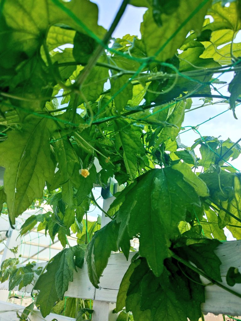 aym874's tweet photo. あんなに弱弱だったゴーヤが元気に育ってる✨♡
ゴーヤJrも発見👀

種植えたのは5つ
苗として出たのが3つ
結局ここまで育ったのは2つ

苗が1つ枯れた時、苗買おうかと思ったけれど、ちゃんと育った場合、このぐらいのスペースなら2つで十分だった😂  ̖́-

たくさんゴーヤとれますよーに🙏✨ https://t.co/VV5QJyeonz