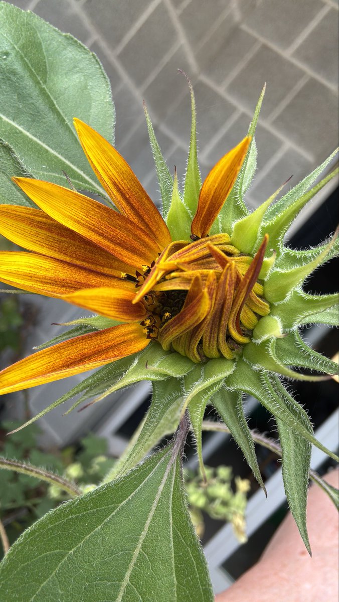 KarinMayerhofer's tweet photo. Guten Morgen mit Überraschung 🌻

#MayBalcony  #Sonnenblume https://t.co/DPN8ZODMMB