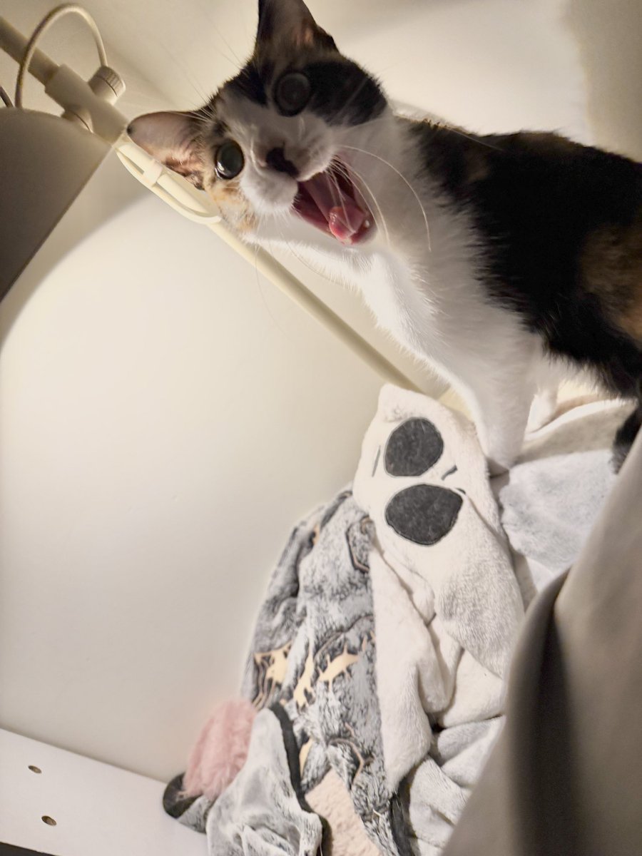 LandoandKimi's tweet photo. So cute 🤍
#cat #ねこ #貓咪 https://t.co/6ignNgiXcK