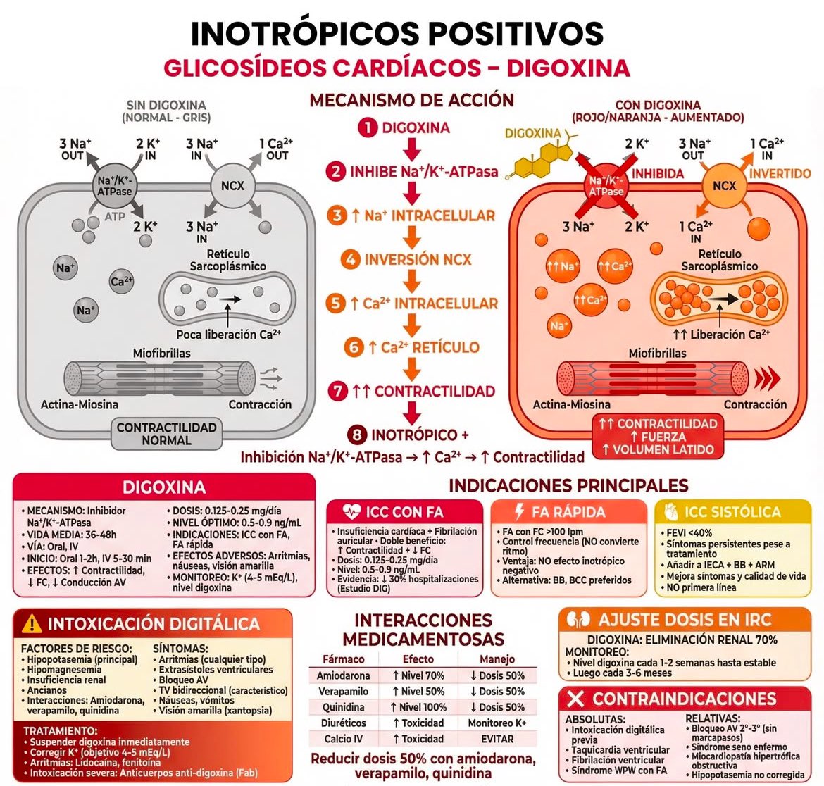 JulioFdez79's tweet photo. INOTRÓPICOS.-DIGOXINA https://t.co/EmFHv1NiAw