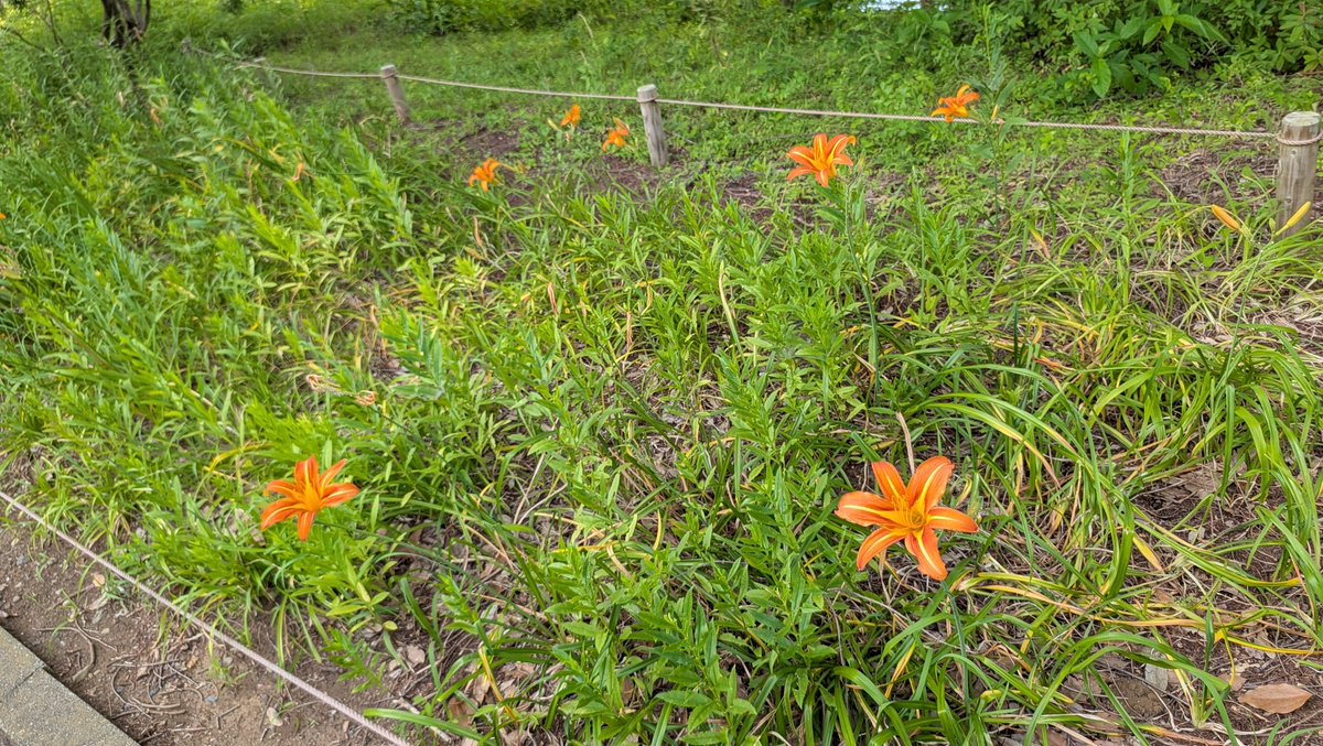 ilyn0715's tweet photo. 何かしら花見ようと思って来たけど、ほとんどなかった
#昭和記念公園 https://t.co/uKX0MSq07h