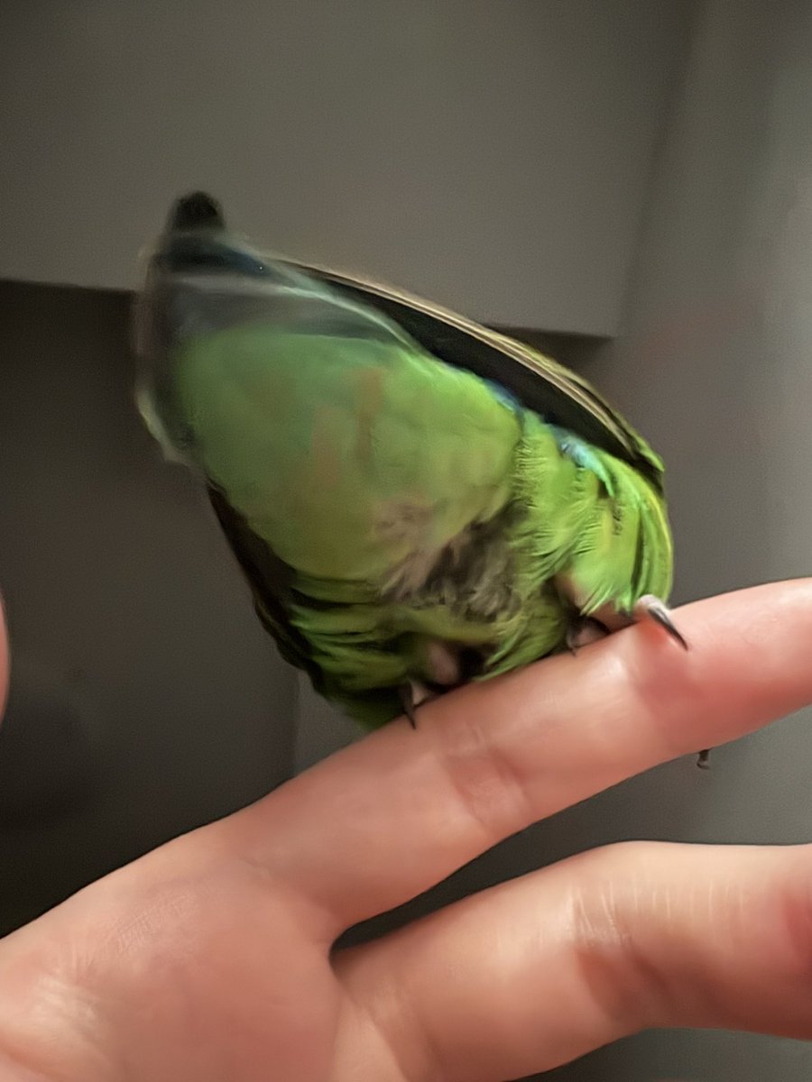 5ca4nu's tweet photo. こちらが飼い主を虐待している鳥のケツになります。大変ふわふわでかわいいですね。 https://t.co/bnHSd4KIA8