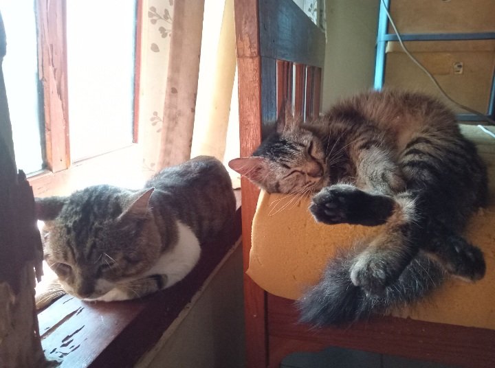 nadeliont's tweet photo. Kalau lagi pacaran gini, rumah jadi berisik banget https://t.co/v1N9zN9g2t