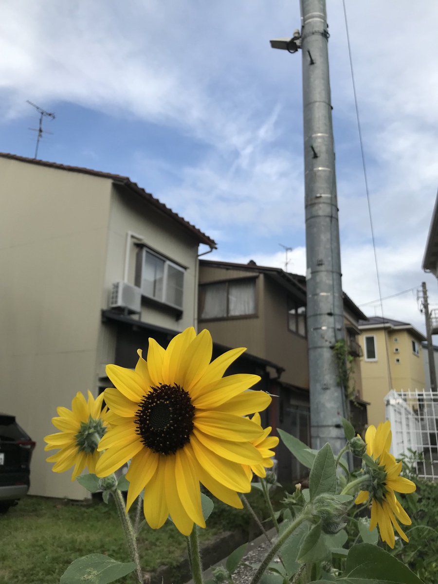 夏空の下、スーパーひまわりが次々と開花。 6時まで開けております。