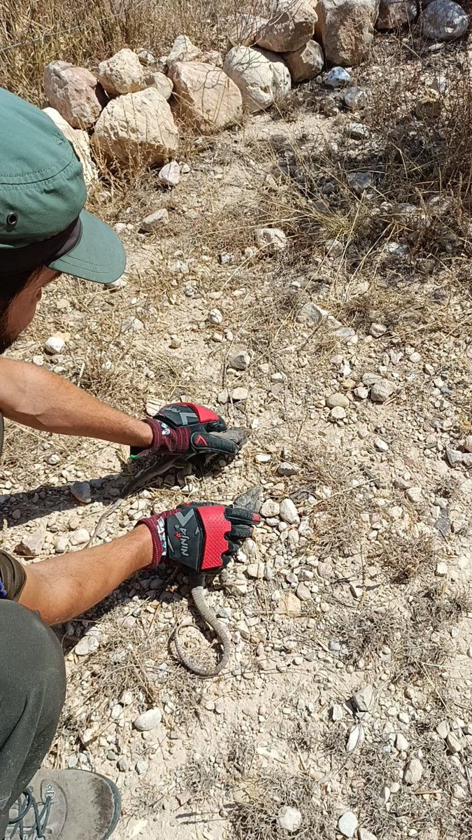 aamm_murcia's tweet photo. 📢 #AAMM_Murcia rescatan dos ejemplares de lagarto bético, 𝘛𝘪𝘮𝘰𝘯 𝘯𝘦𝘷𝘢𝘥𝘦𝘯𝘴𝘪𝘴, atrapados en el interior de una cueva en el río Chícamo #Abanilla

✅ Tras su valoración, los ejemplares fueron devueltos al medio natural 🦎 https://t.co/lFVY97rFdp