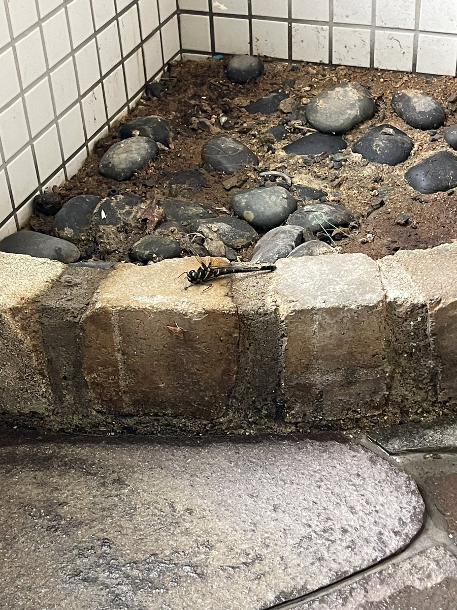 b_tukuyomi's tweet photo. 俺はトイレに入ったはずだがそこには自然があった
これがダイバーシティか https://t.co/RREkk8IhWm
