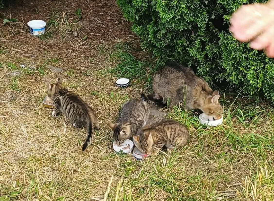 KociVibe's tweet photo. Każde udostępnienie może dotrzeć do osoby, która odmieni los Trufli i jej maluchów. Jeśli możesz – wpłać. Jeśli nie możesz – podaj dalej. To też jest pomoc. 🐾❤️

https://t.co/5Q3JqKjOin https://t.co/PNfvoq9zdH