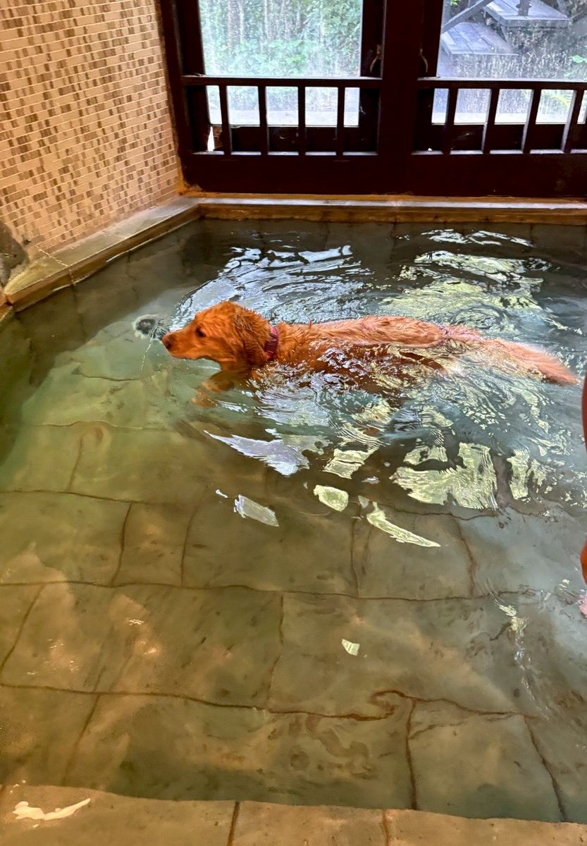 bnb4598's tweet photo. ドッグラン行って、プール入って若い男の子と遊んで、犬スパ行って、多分満足そう🐶 https://t.co/9plIzjJkzv