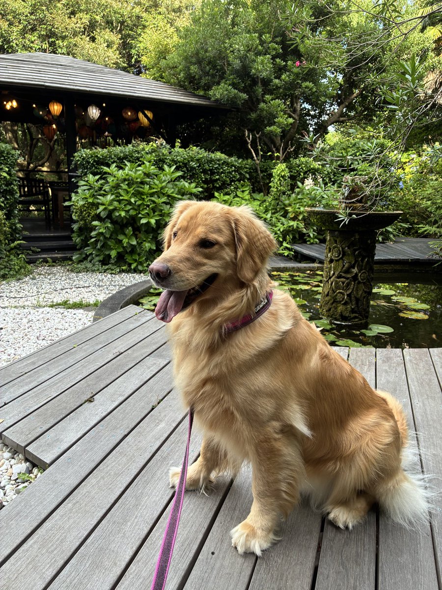 bnb4598's tweet photo. ドッグラン行って、プール入って若い男の子と遊んで、犬スパ行って、多分満足そう🐶 https://t.co/9plIzjJkzv