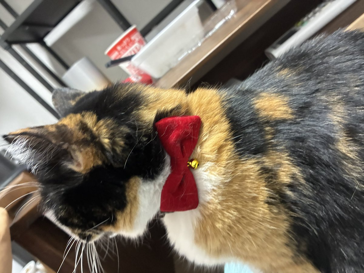 cherry_rbsn's tweet photo. みっけは赤が似合うね

肉球ほっぽりだしあさひ https://t.co/0jfbi4NxXE