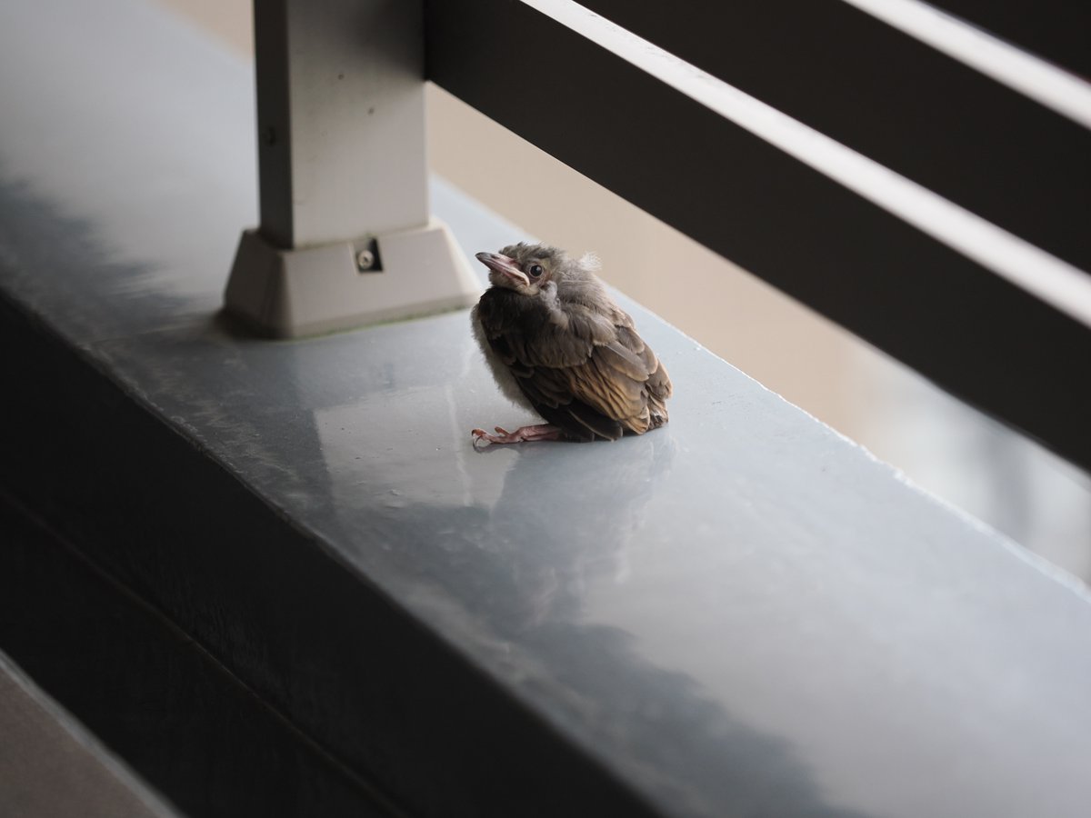 headbangerth's tweet photo. 玄関を出たら見つけた、ヒヨドリのヒナ。＃鳥 https://t.co/HP9ZSIc6FB