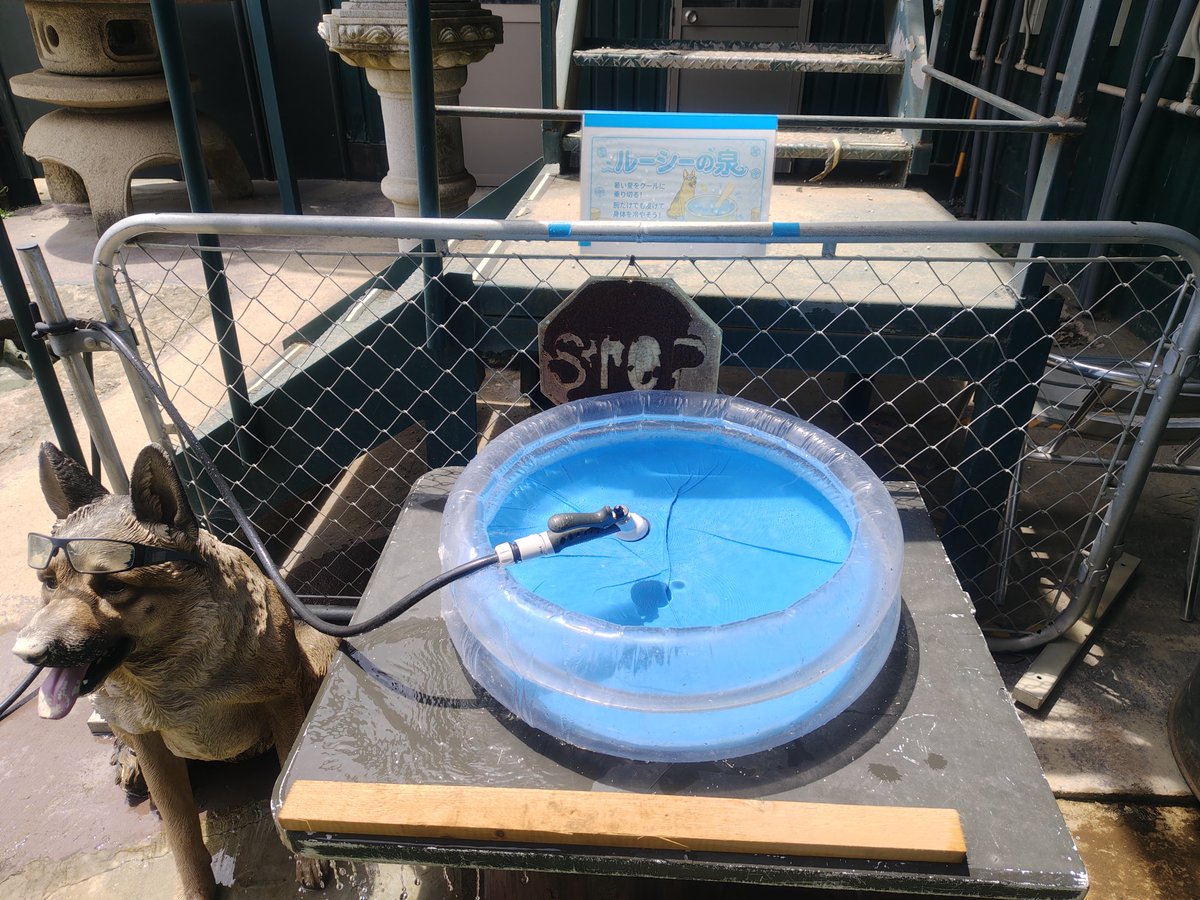 Kojima11451's tweet photo. 暑い夏のサバパラといえば！プール！！

#サバパラ https://t.co/m5Ctjlf52r