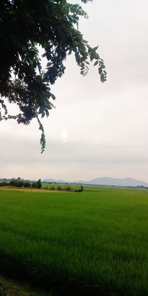 ushinocoffee's tweet photo. 曇り空で蒸し暑い日でしたねー
本日も元気に営業開始しておりましたー
朝からずーーーっとバタバタしておりました。

商品用のゼリー作ったのだけど、全然告知も出来てませんでした。。。明日！珈琲ゼリーありますよー値段未定！ネットでみたよとお伝えくださいましたら、ご用意しまーす https://t.co/pLL9jgGHtq